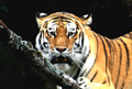 Tiger mauls guard to death in Moleyur Forest